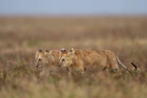Tanzania Pembezoni Camp (1)