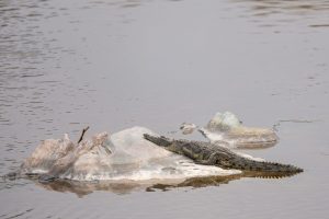 Tanzania Pembezoni Camp (34)