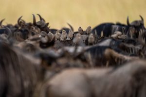 Tanzania Pembezoni Camp (35)