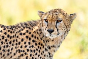 Tanzania Pembezoni Camp (9)