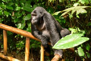 Uganda Bwindi Buhoma Lodge Gorilla (23)