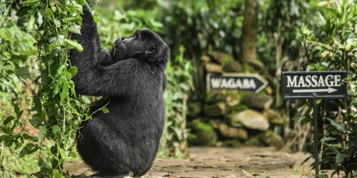 bwindi lodge uganda gorilla in camp