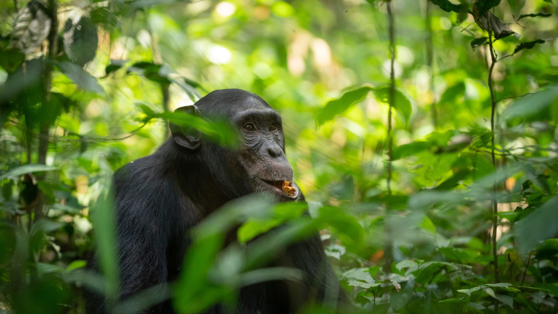 chimpanzee uganda primate trekking eating