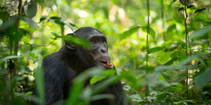 chimpanzee uganda primate trekking eating