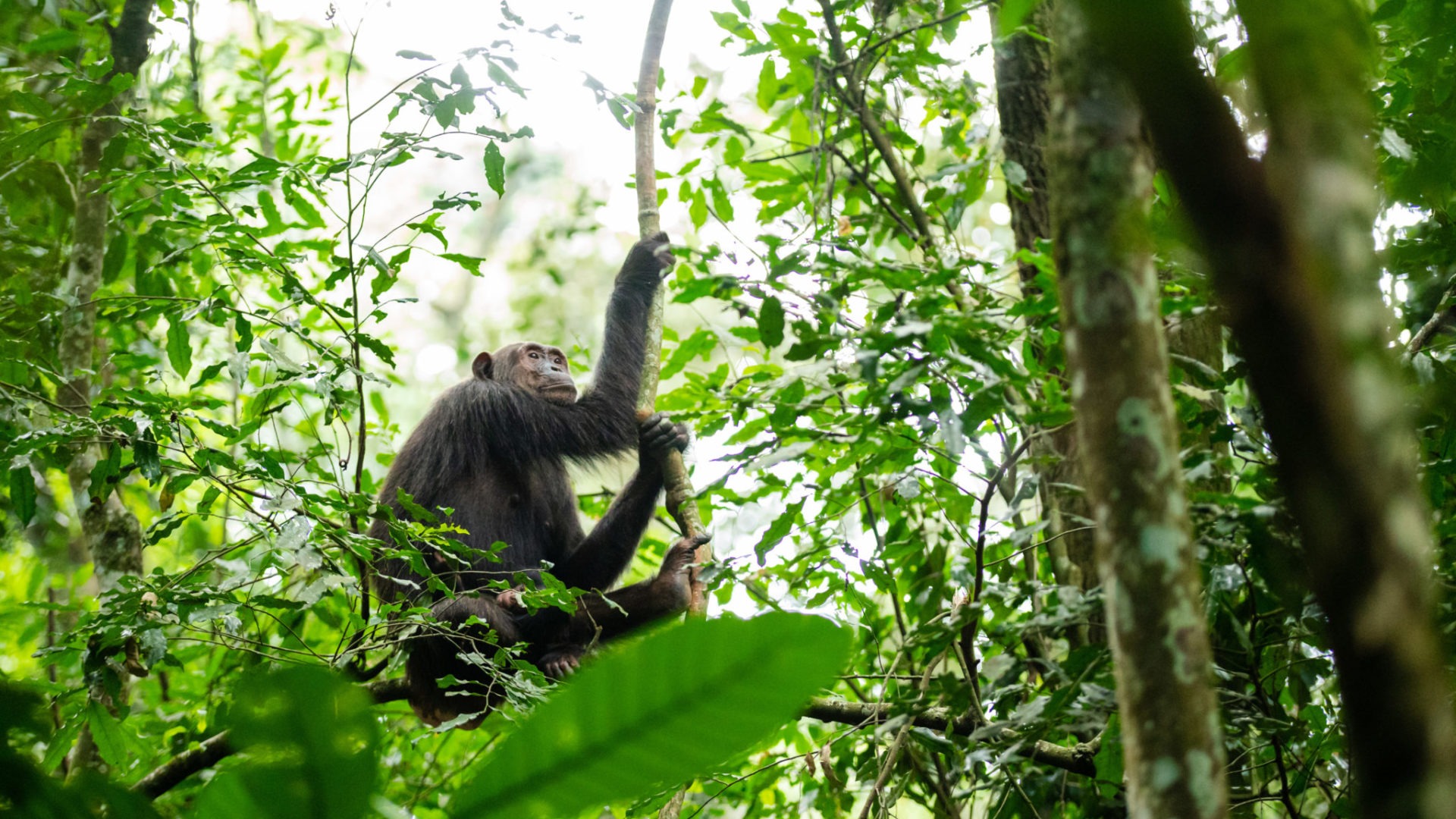 chimpanzee uganda primate trekking tree