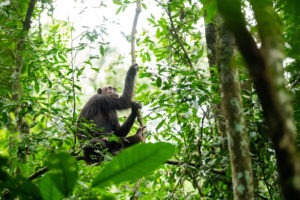 chimpanzee uganda primate trekking tree