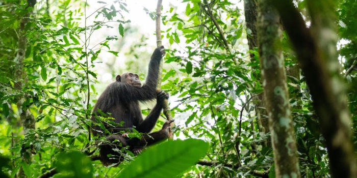 chimpanzee uganda primate trekking tree