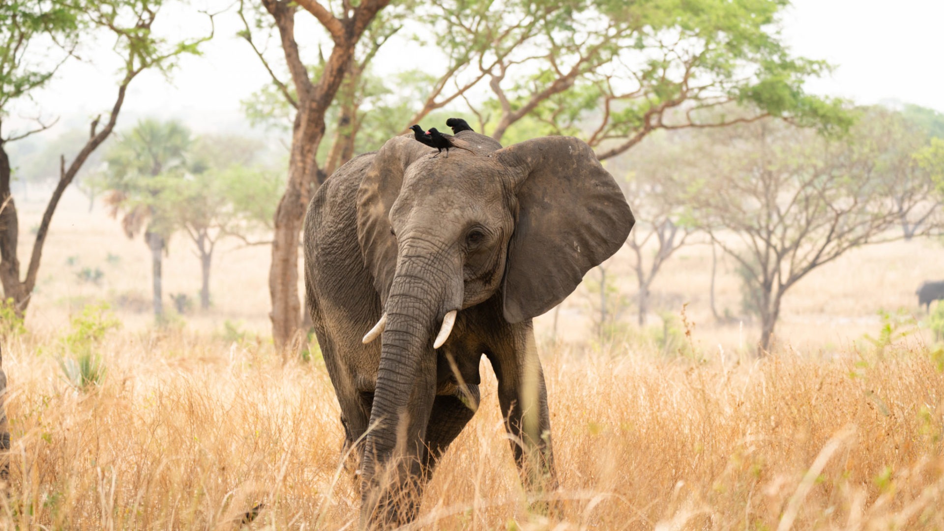 elephant uganda birds