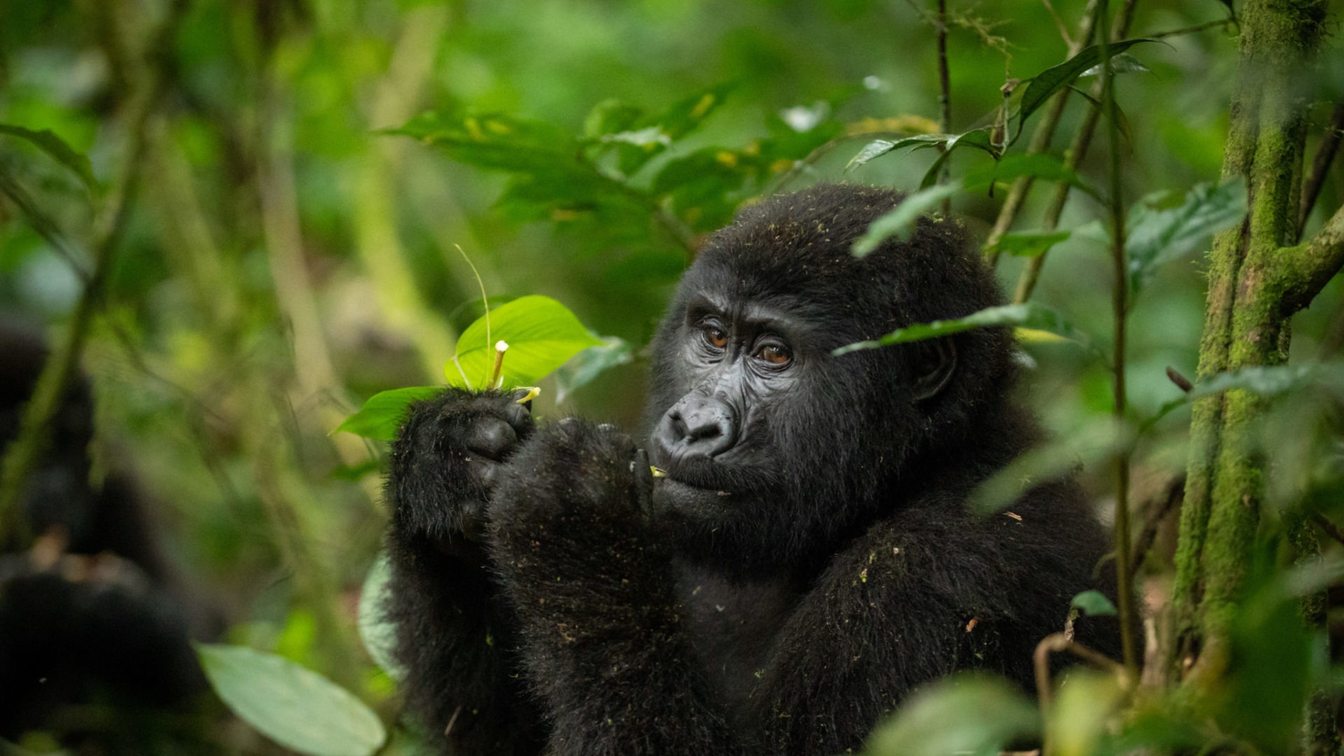 gorilla uganda primate trekking eating