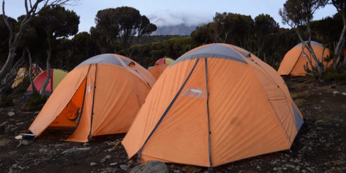 kilimanjaro climbing forest