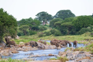kuro tarangire elephants river