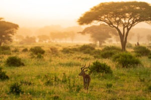 kuro tarangire impala sunrise