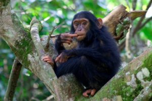 kyambura gorge lodge uganda baby chimp