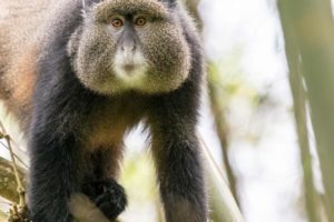 mount gahinga lodge uganda monkey