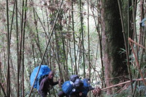 rwenzori trekking uganda bamboo 1