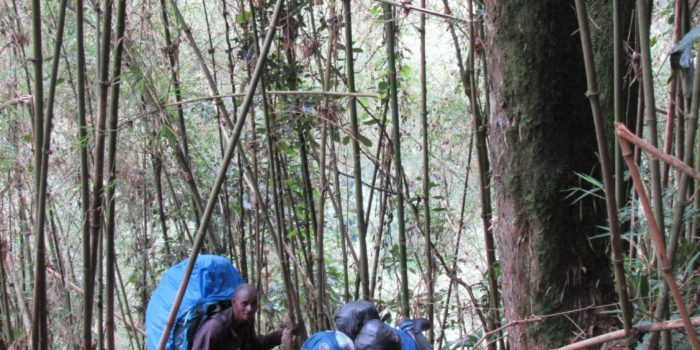 rwenzori trekking uganda bamboo 1