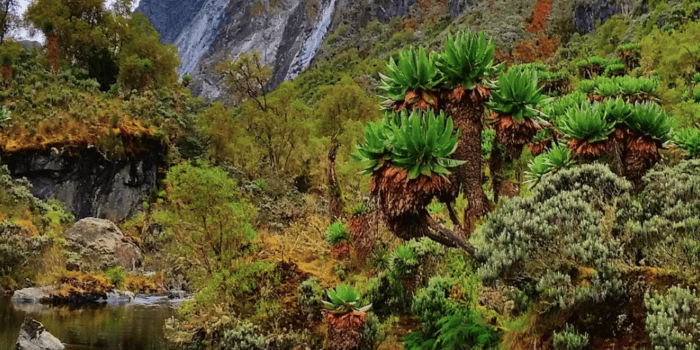 rwenzori trekking uganda beauty 1