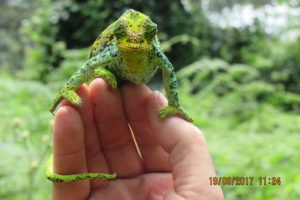 rwenzori trekking uganda chameleon 1