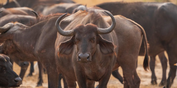 uganda wildlife buffaloes