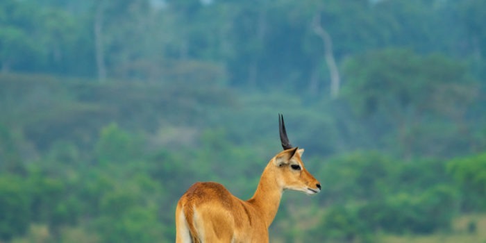 uganda wildlife cob