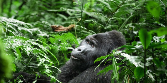 uganda wildlife gorilla silverback