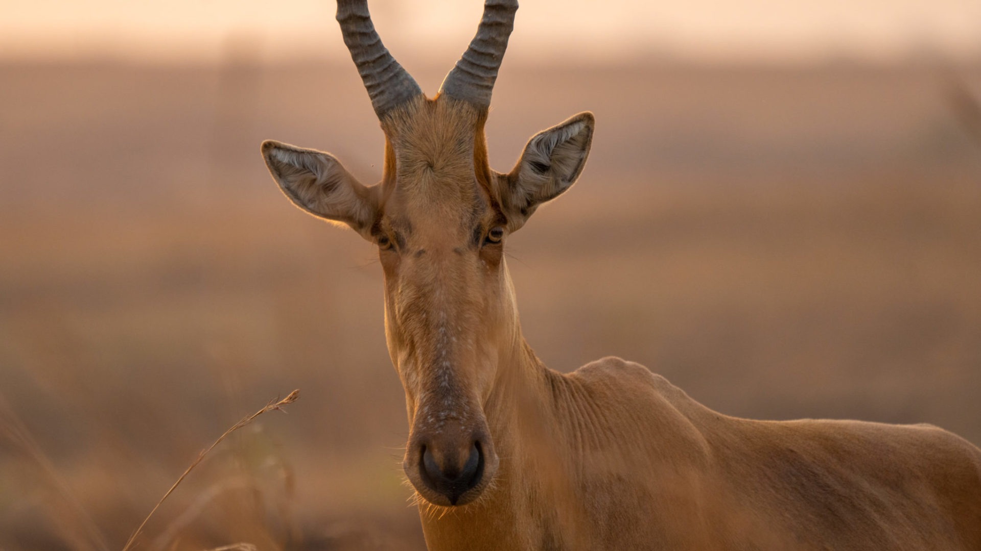 uganda wildlife hartebeest