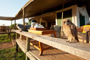 KEN 2018 5HOT Laikipia Camp Tea Deck with Owl