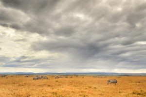 Naboisho Conservancy zebra grazing MR 1