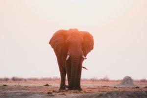 elephant savuti botswana safari photo