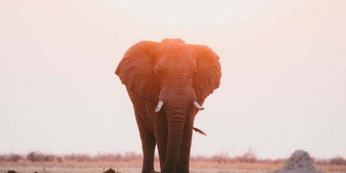 elephant savuti botswana safari photo