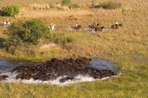 Okavango Delta Buffalo
