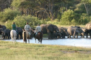 Ride Zimbabwe elephants 2