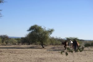 Riding Safari Namibia horses