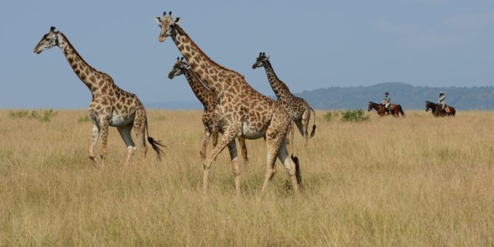 Horse Safari A tower fo giraffe
