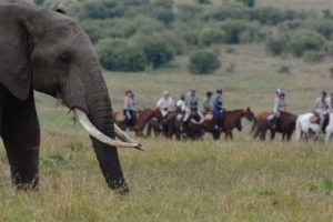 Horse Safari Elephant viewing