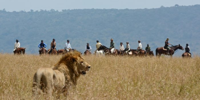 Horse Safari Lion alert