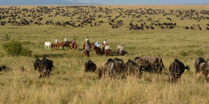 Horse Safari Miles of wildebeest