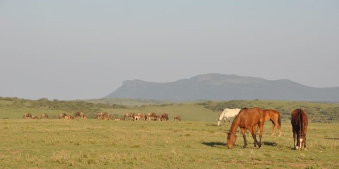 Kaskazi Horse Safari 27