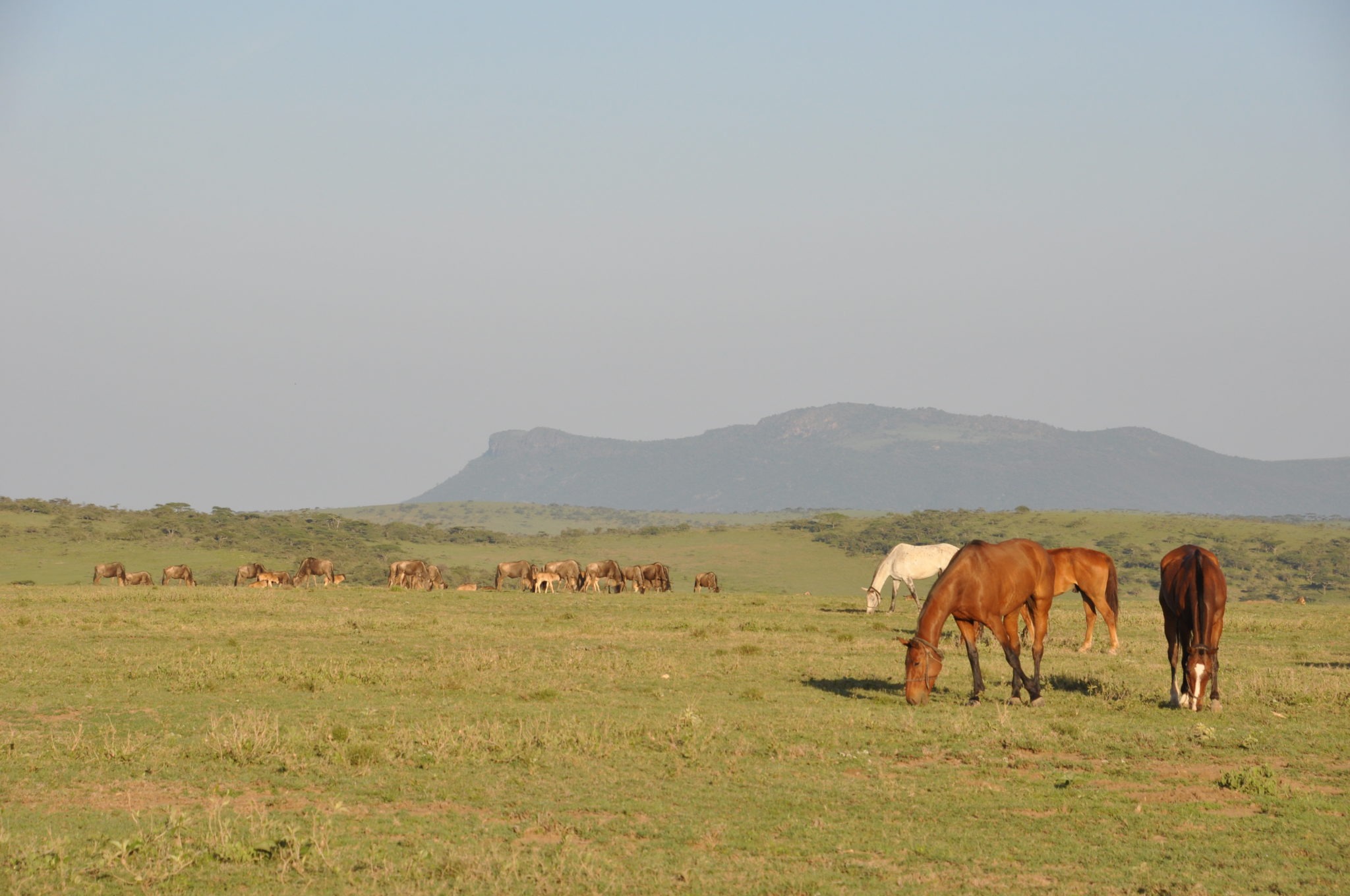 Kaskazi Horse Safari 27