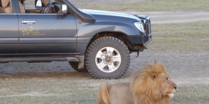 Kaskazi Horse Safari Lion