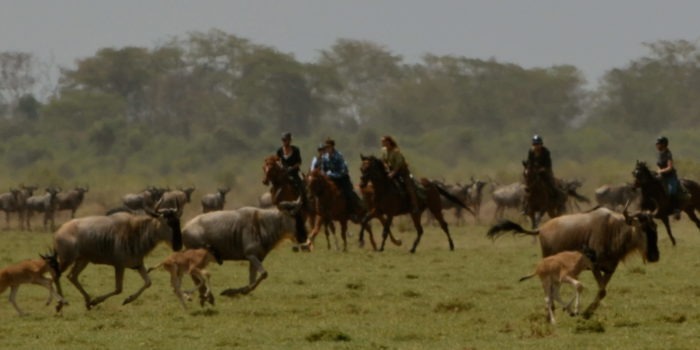 Kilimanjaro Elephant ride 52