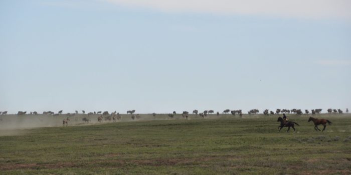 Serengeti 31