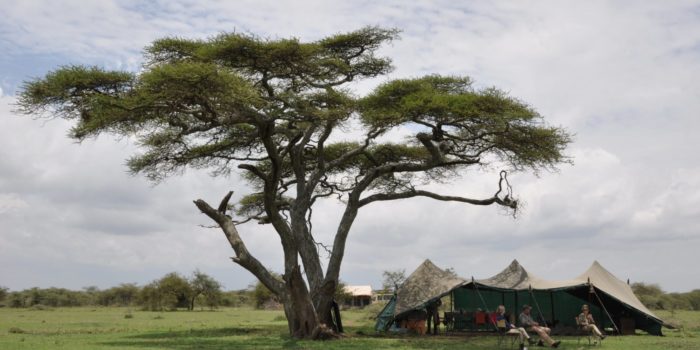 Serengeti 58