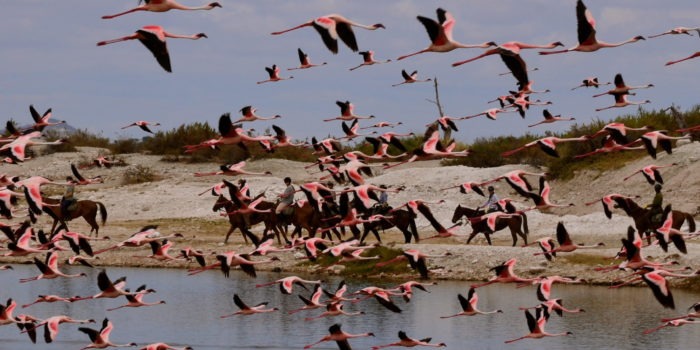 Natron Flamingo Ride Flamingos