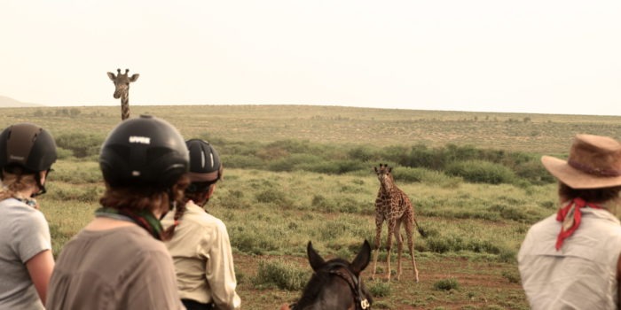 Natron Flamingo Ride Giraffe