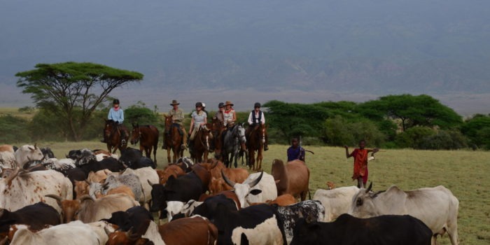 Natron Flamingo Ride herd