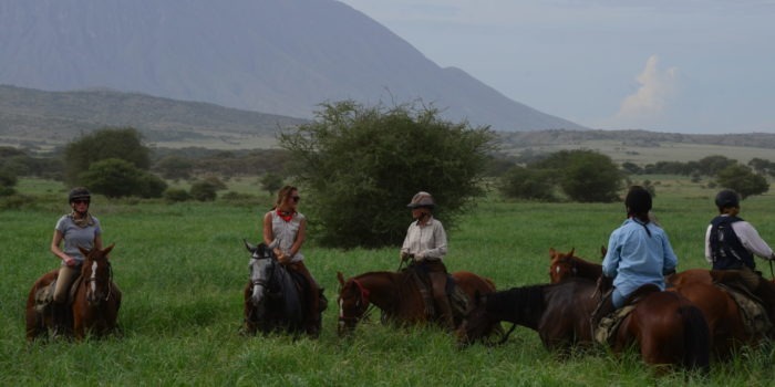 Natron Flamingo Ride horses