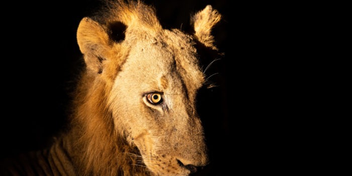 lion night drive luangwa zambia