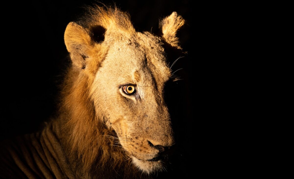 lion night drive luangwa zambia