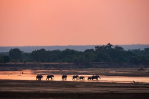 luangwa zambia elephants
